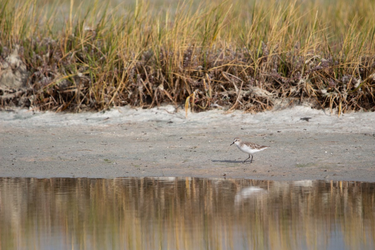 Побережник малий - ML647581145