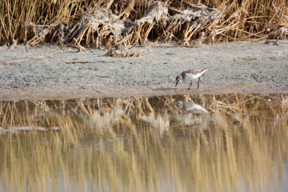 Побережник малий - ML647581146