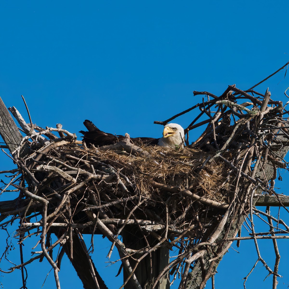 Орлан білоголовий - ML647581147