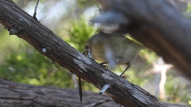 Ruby-crowned Kinglet - ML647581148