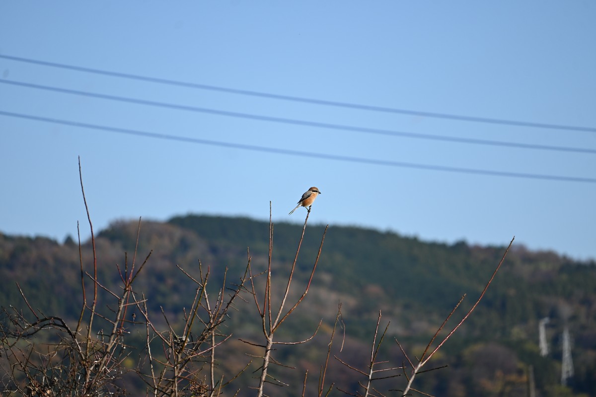 Сорокопуд японський - ML647581149