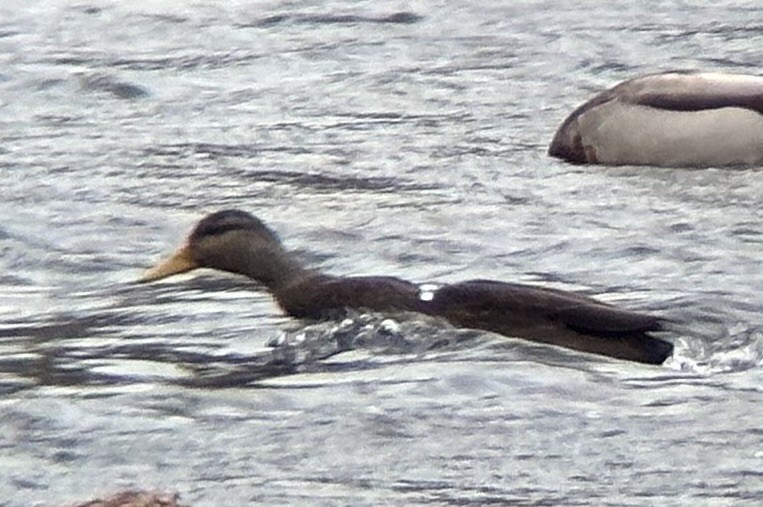 Крижень американський - ML647581150