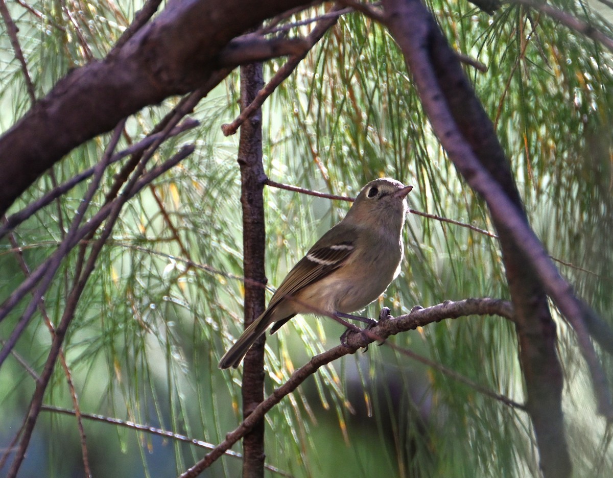 Віреон короткодзьобий - ML647581151