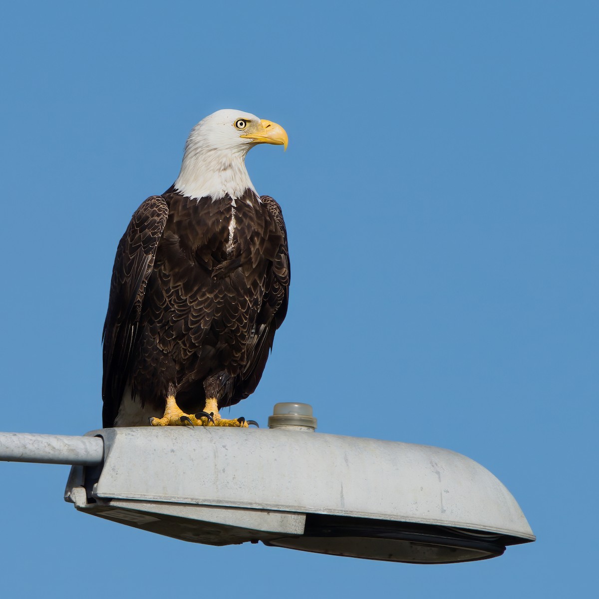 Орлан білоголовий - ML647581152