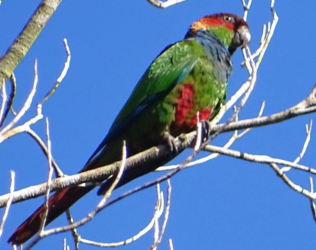 Котора синьоволий - ML647581155