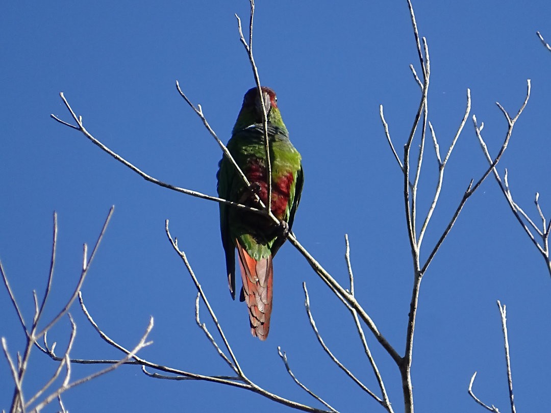 Котора синьоволий - ML647581156