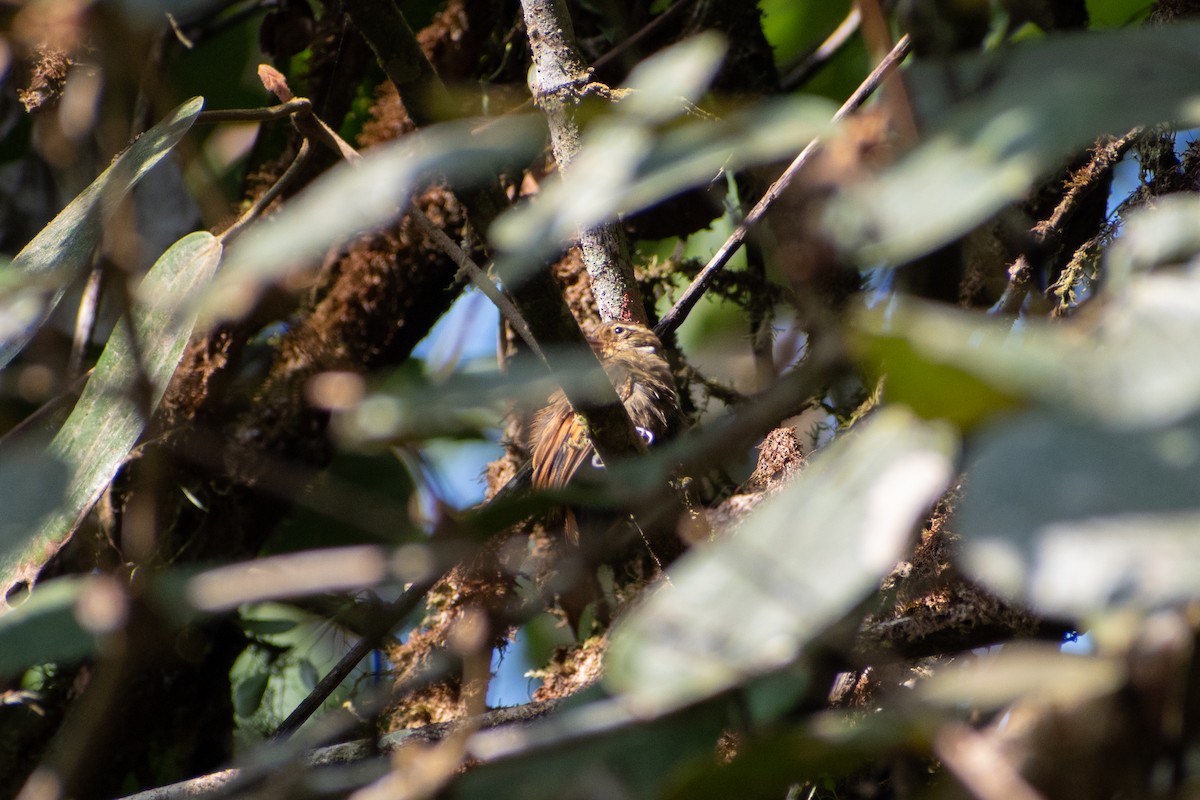 Northern Plain-Xenops - ML647581157