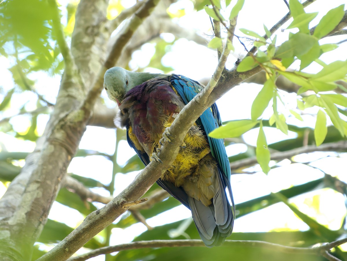 Тілопо довгохвостий - ML647581158