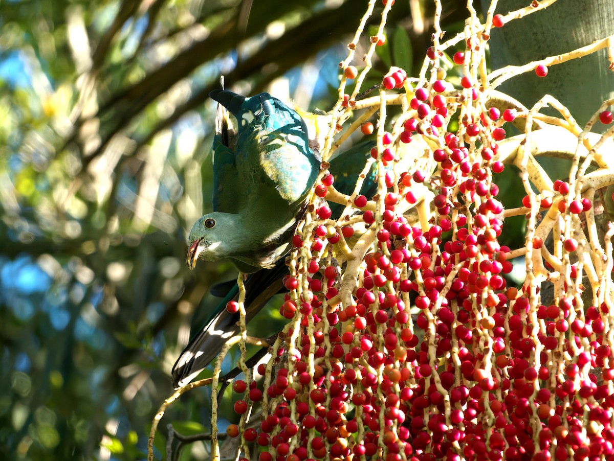 Wompoo Fruit-Dove - ML647581160