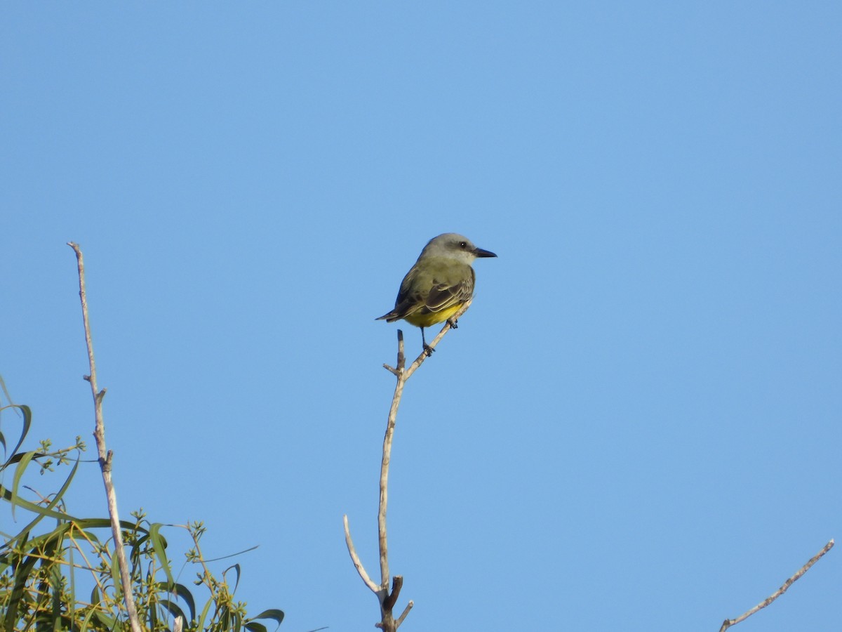 Тиран тропічний - ML647581163