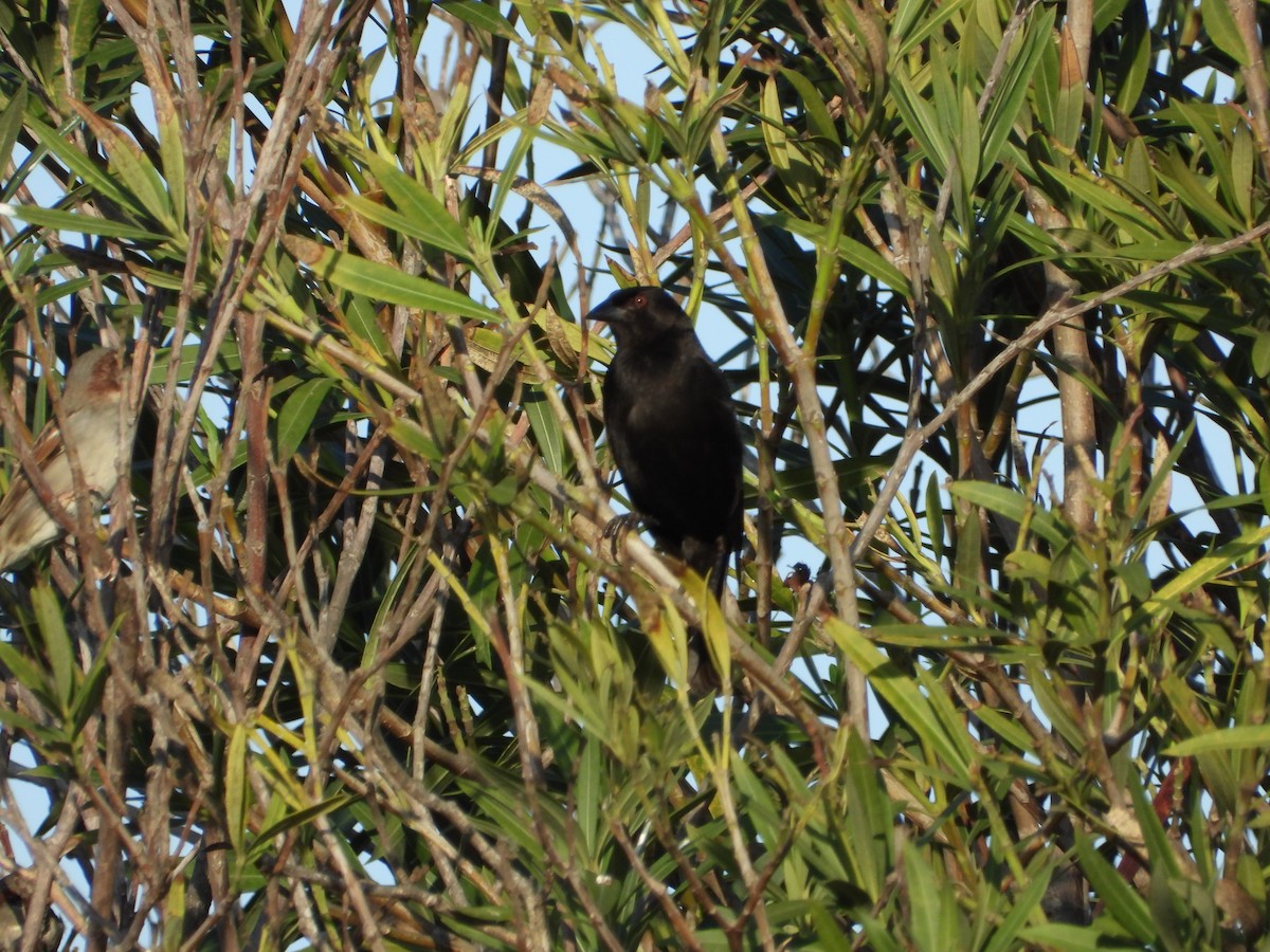 Bronzed Cowbird - ML647581173