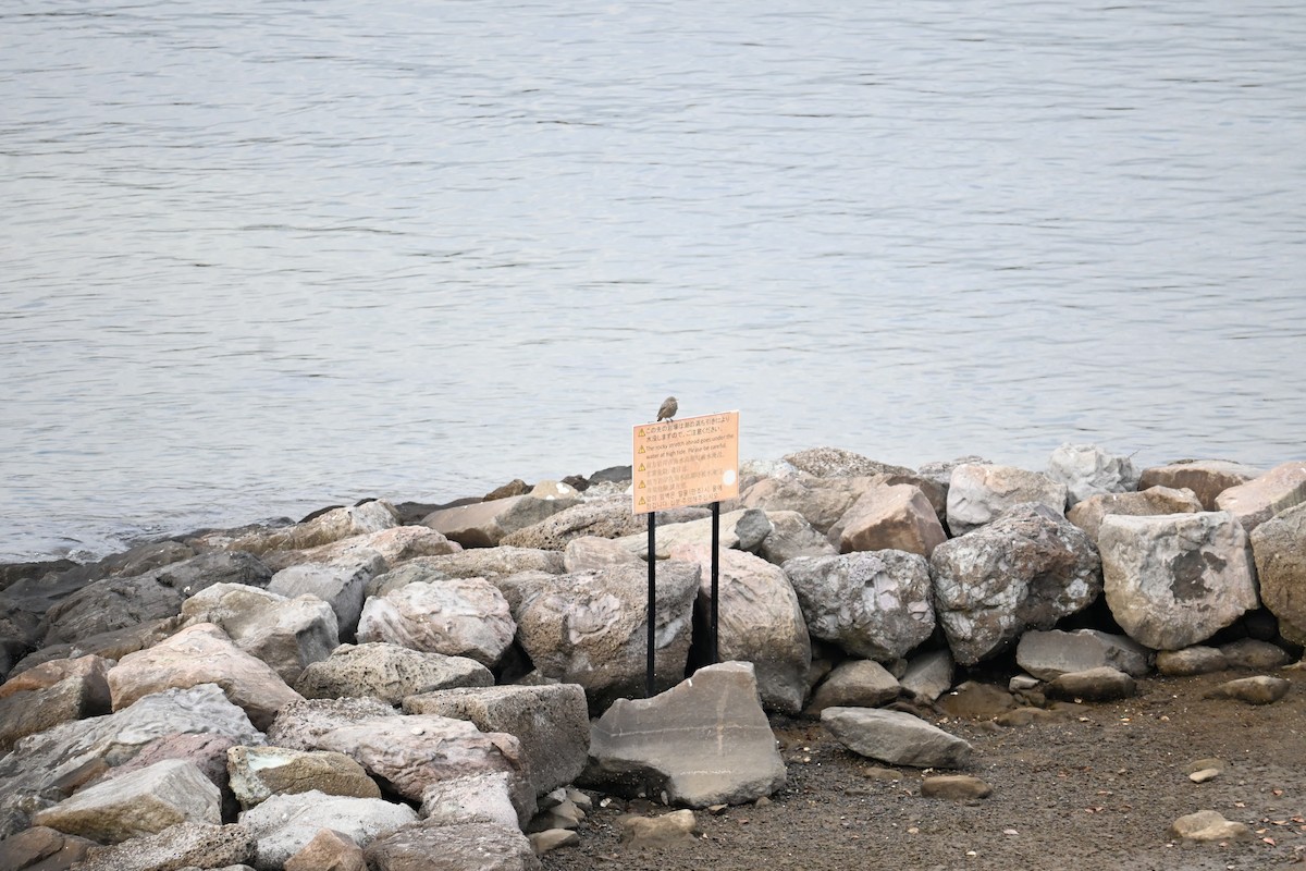 白腹鶇 - ML647581178