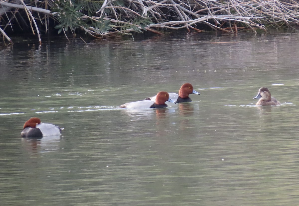 Porrón Americano - ML647581186