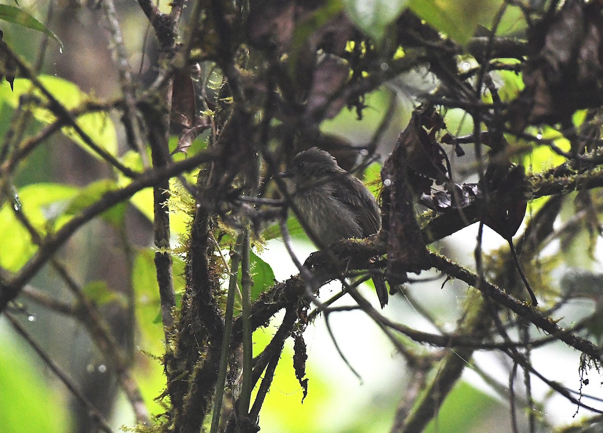 Olive-striped Flycatcher - ML647581188
