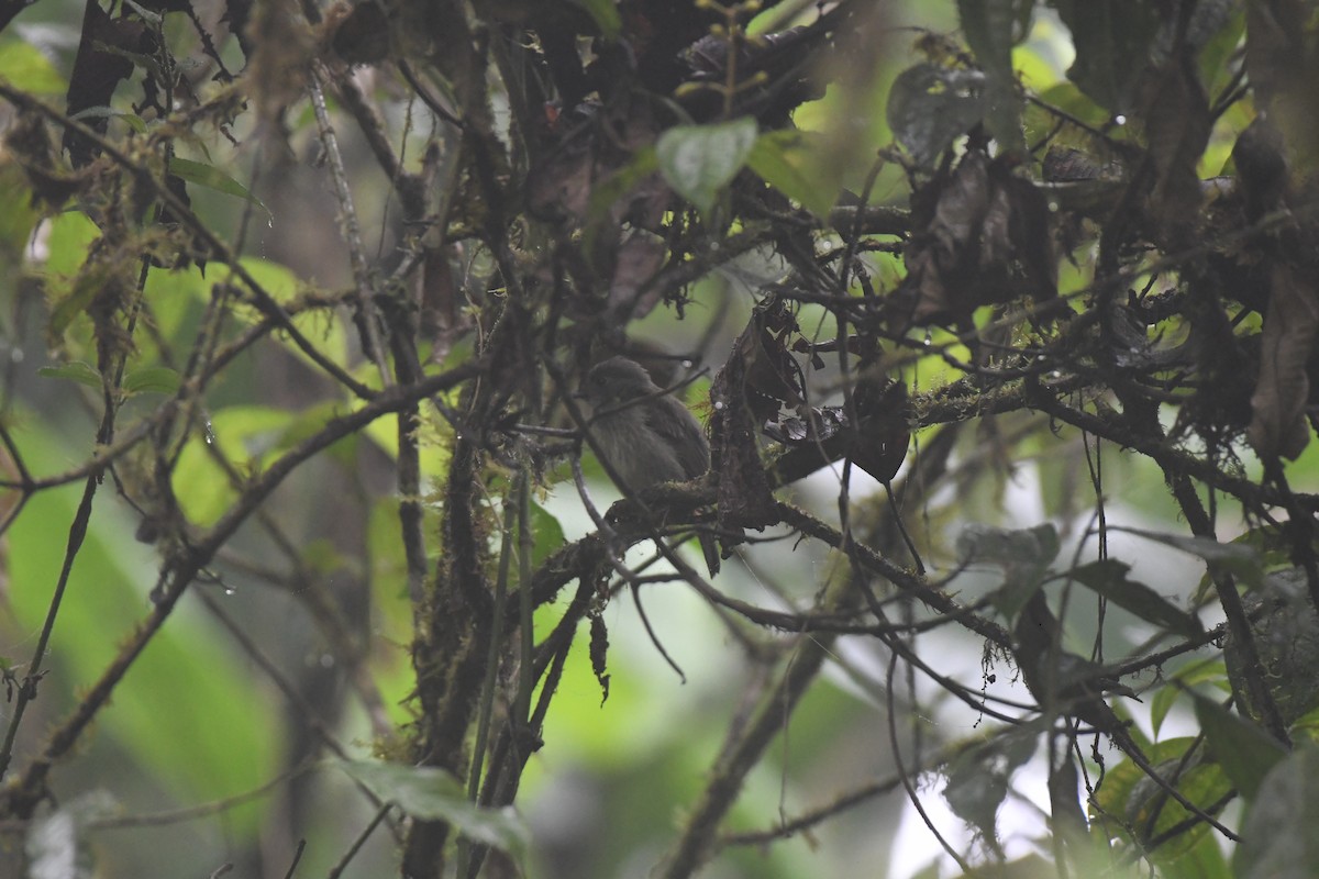 Olive-striped Flycatcher - ML647581189