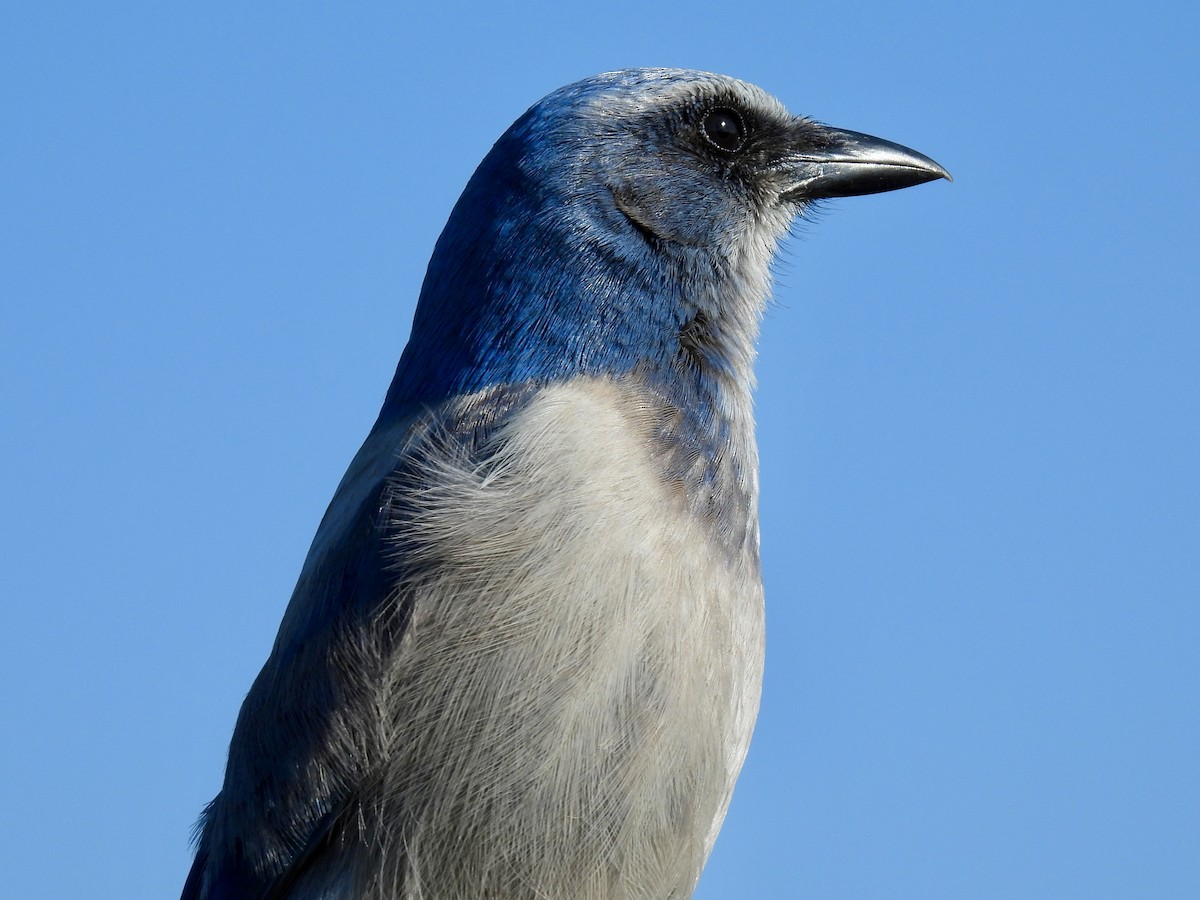 Florida Scrub-Jay - ML647581201