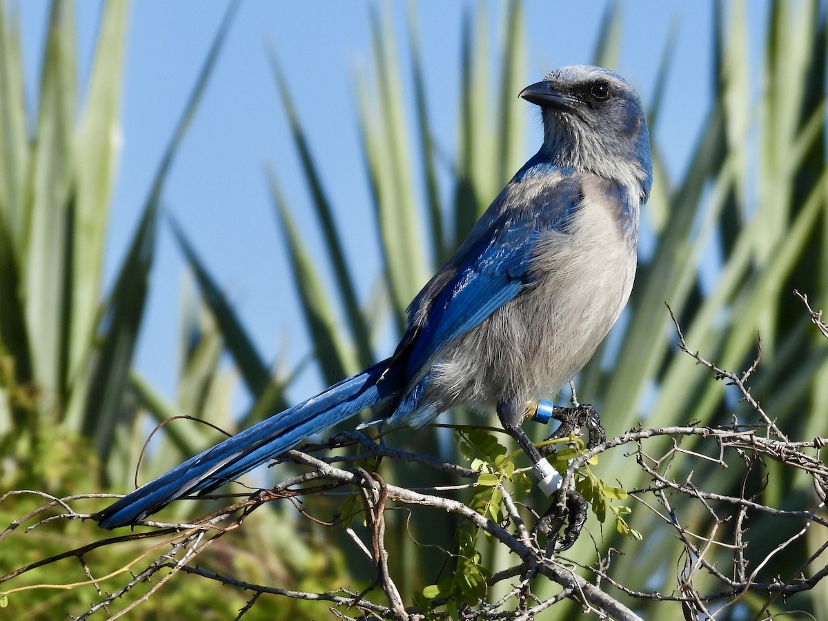 Florida Scrub-Jay - ML647581205