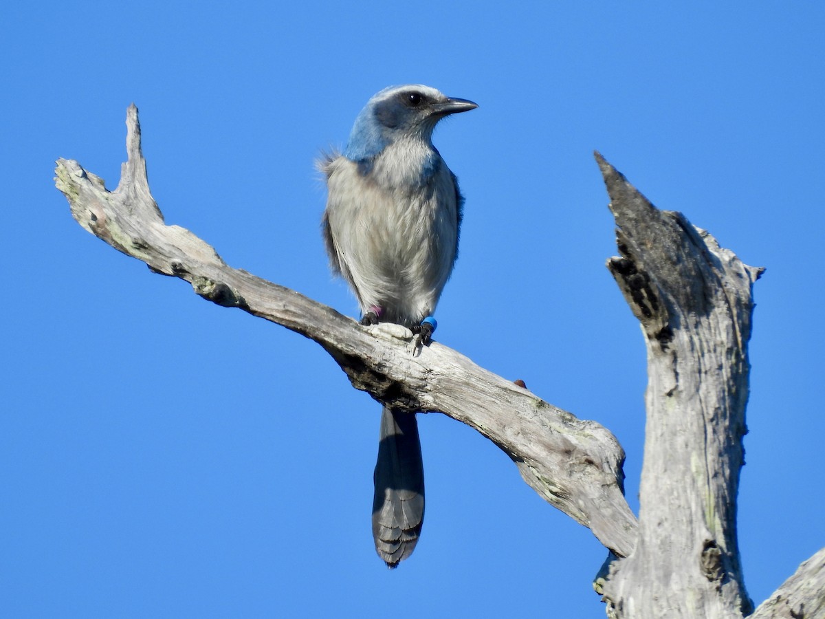 Florida Scrub-Jay - ML647581206