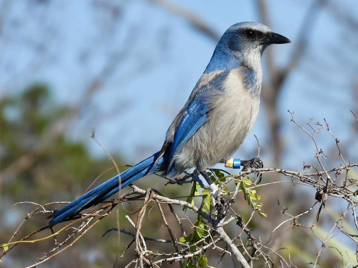 floridaskrike - ML647581209