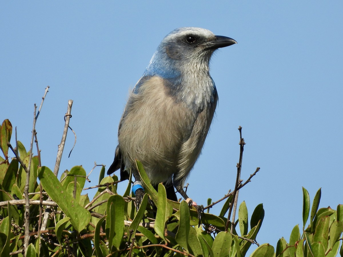 Florida Scrub-Jay - ML647581210