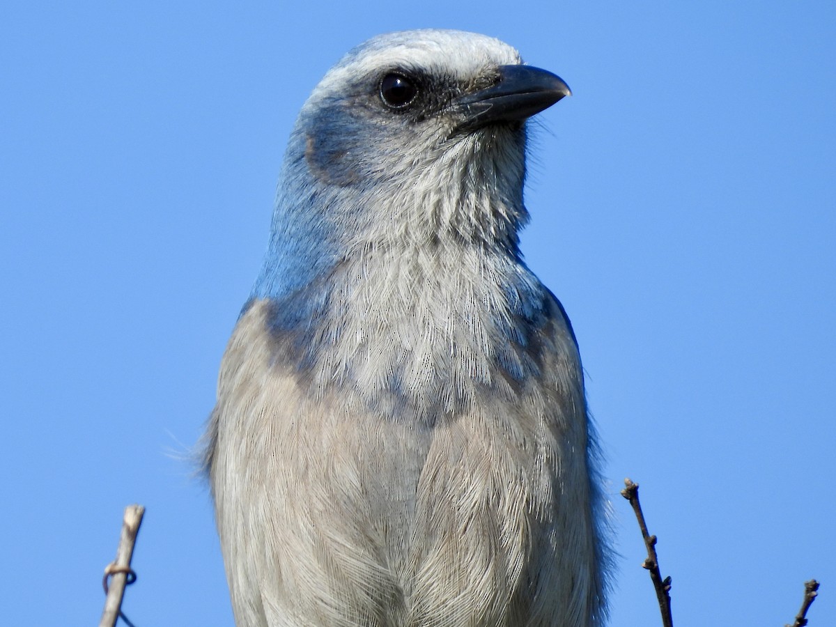 floridaskrike - ML647581211