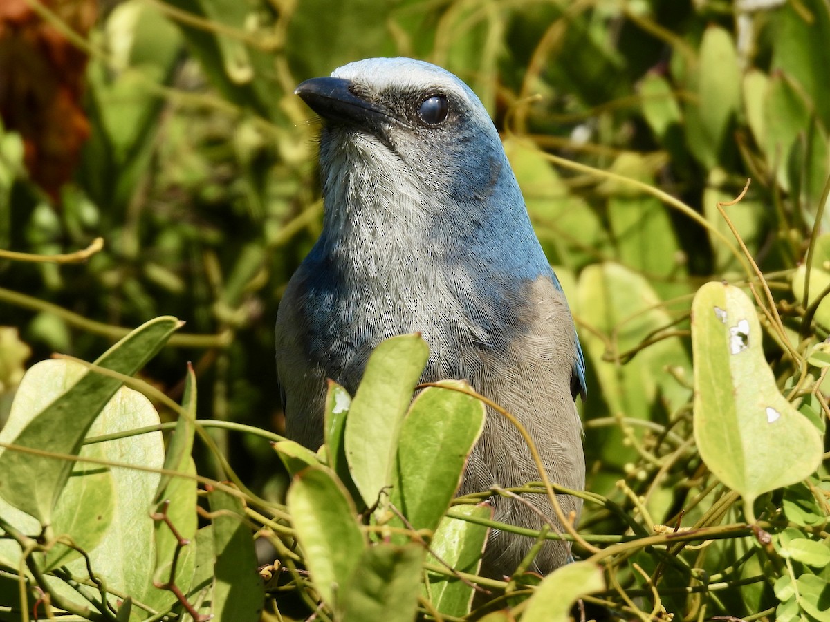 floridaskrike - ML647581213