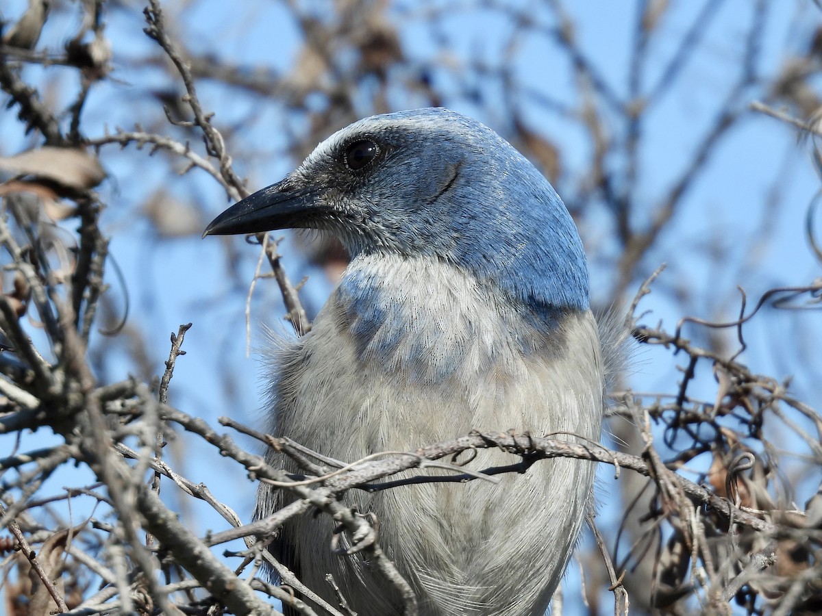 floridaskrike - ML647581214