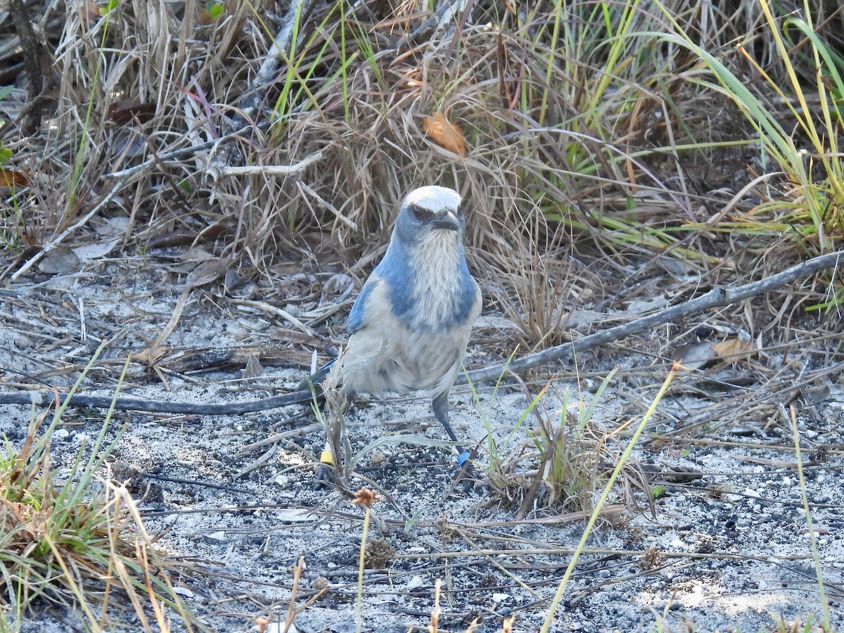 floridaskrike - ML647581215