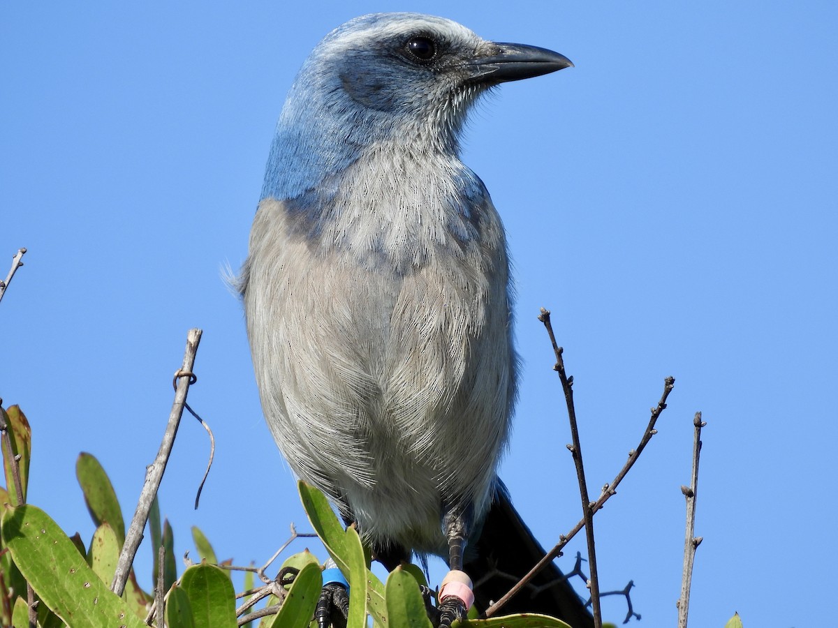 floridaskrike - ML647581216