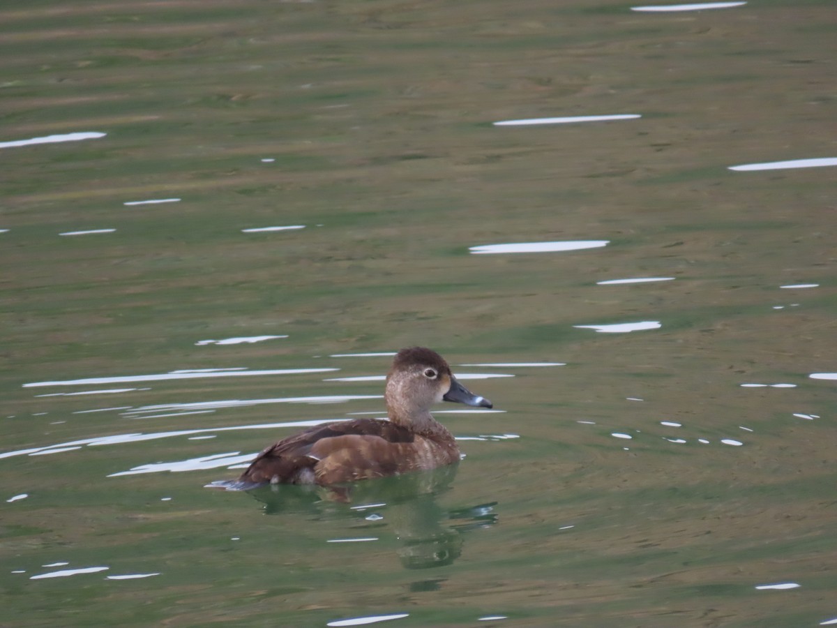 ringand - ML647581218