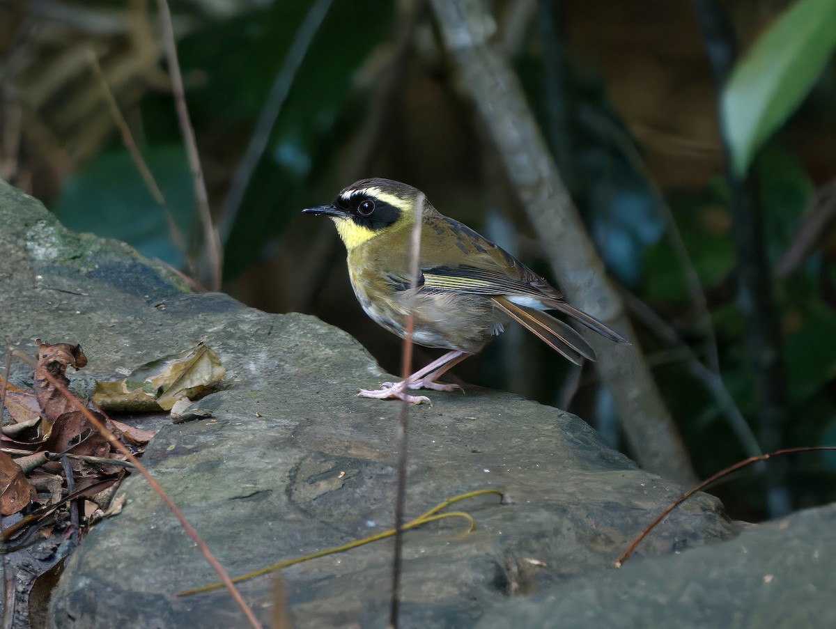 gulstrupekrattsmett - ML647581219