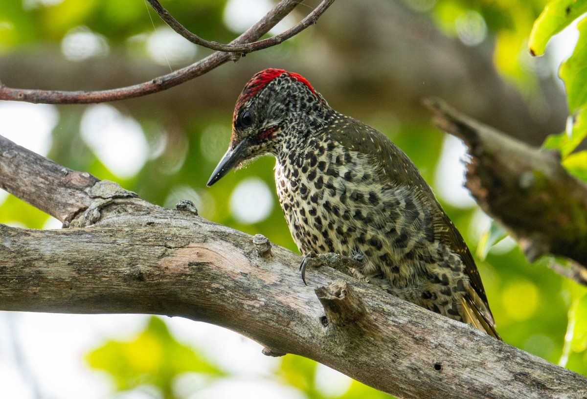 kappspett - ML647581221