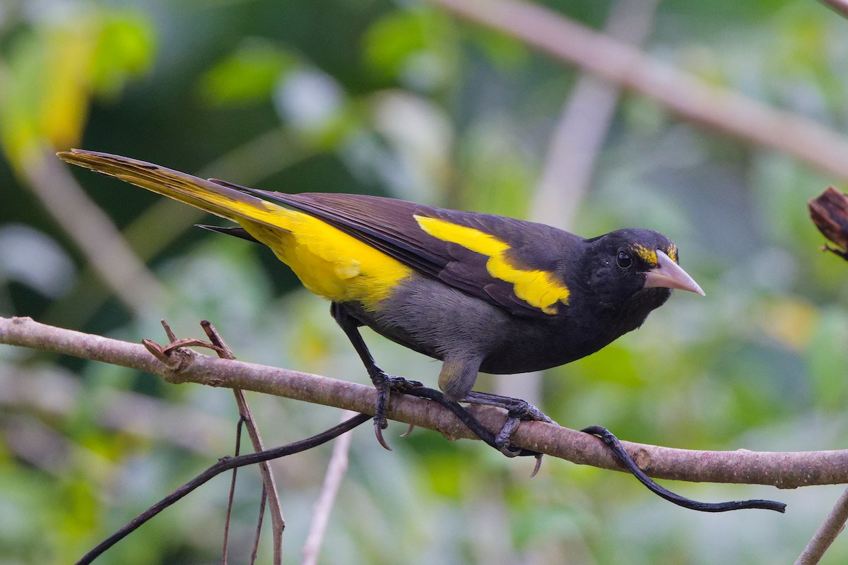 gulvingekasik - ML647581222