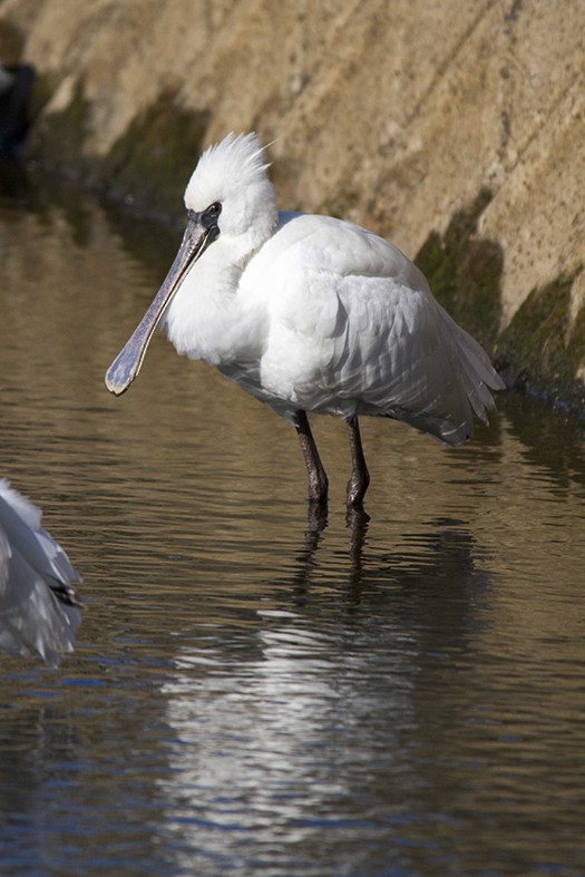 kinaskjestork - ML647581224