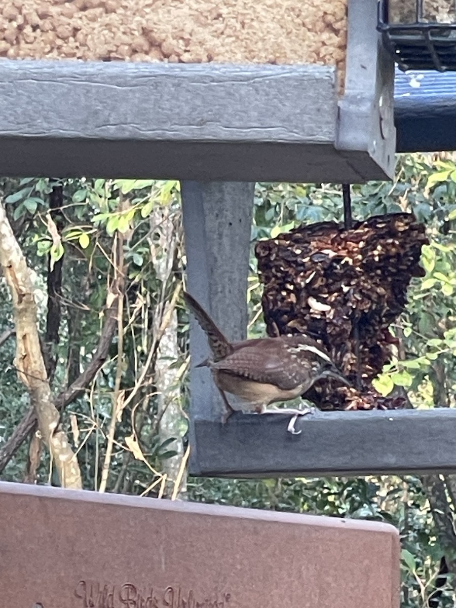 karolinasmett - ML647581225