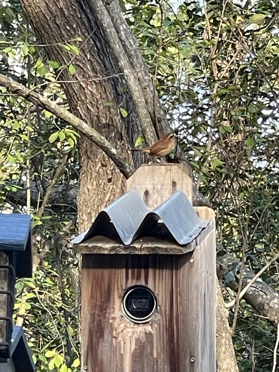 karolinasmett - ML647581226