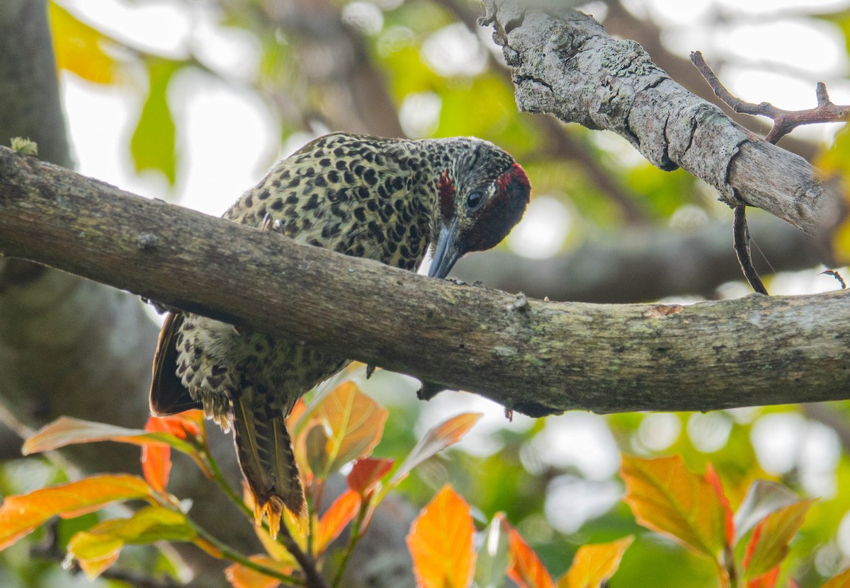 kappspett - ML647581228