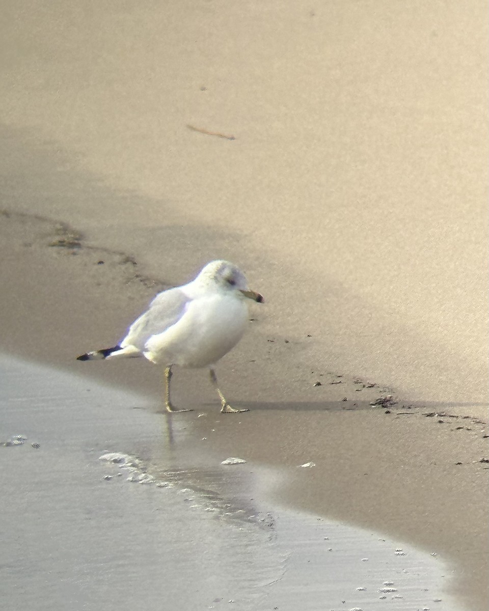 ringnebbmåke - ML647581229