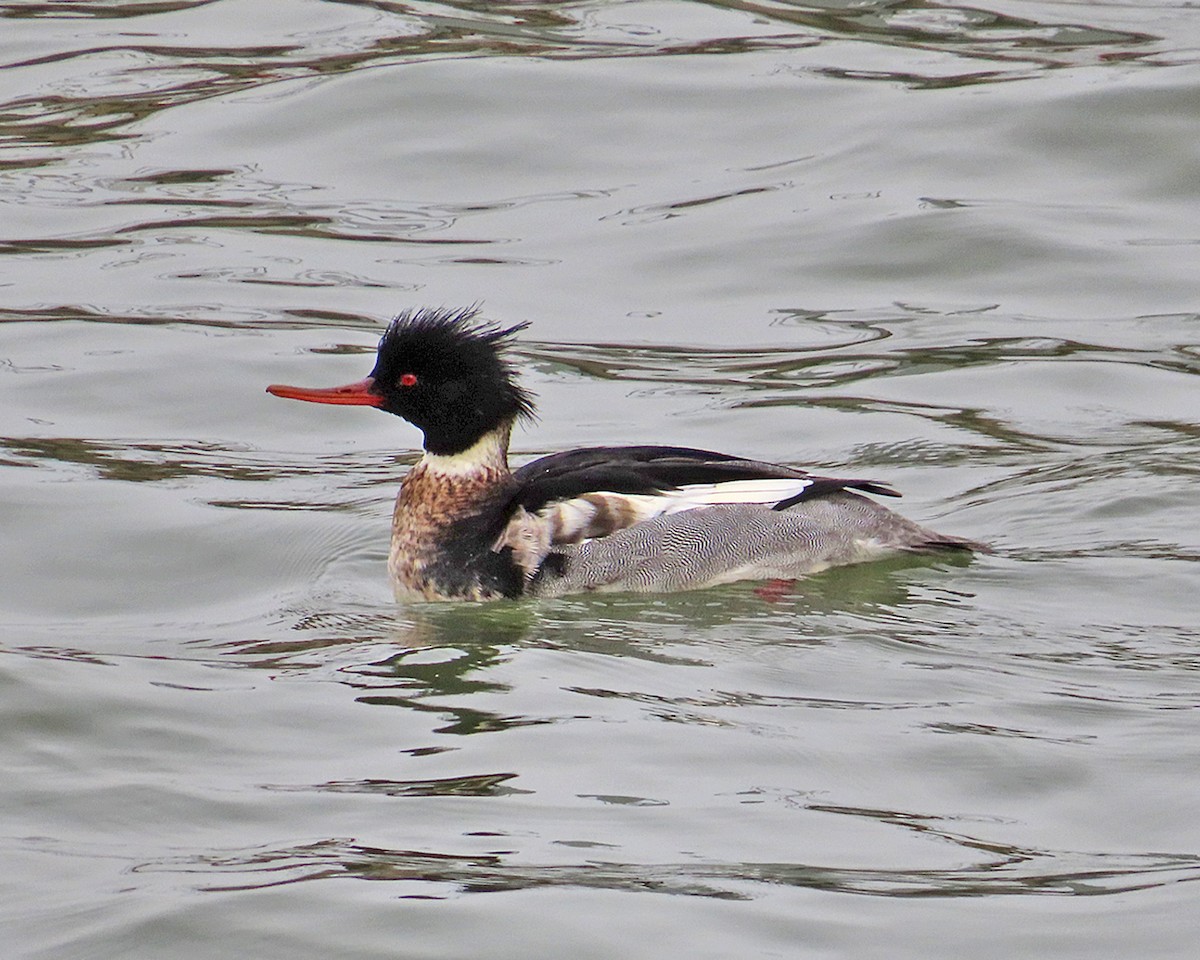 siland - ML647581230