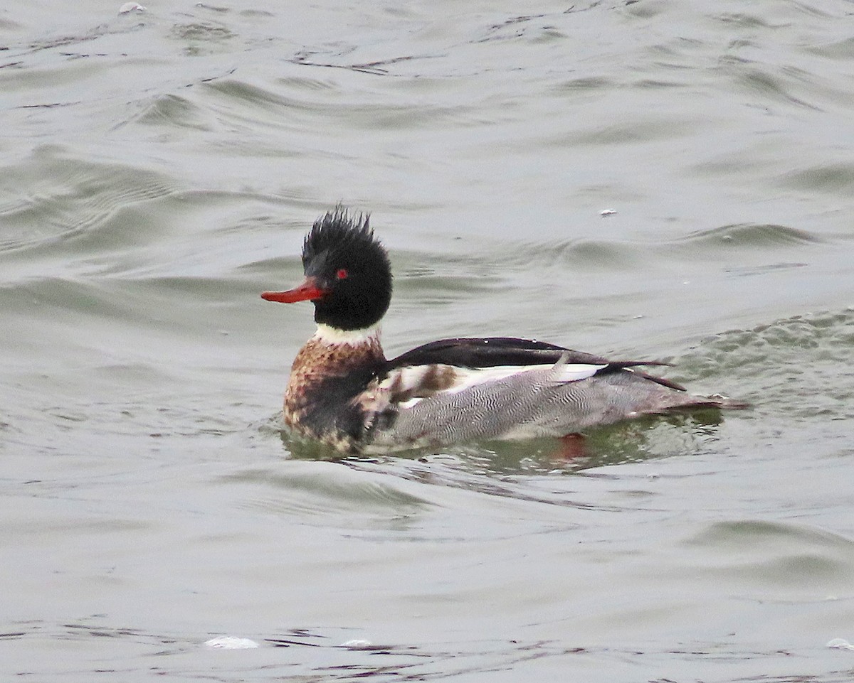 siland - ML647581231