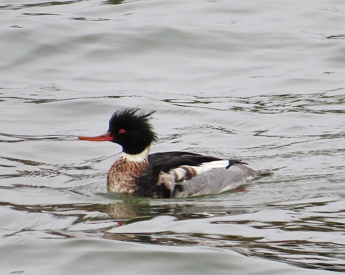 siland - ML647581232