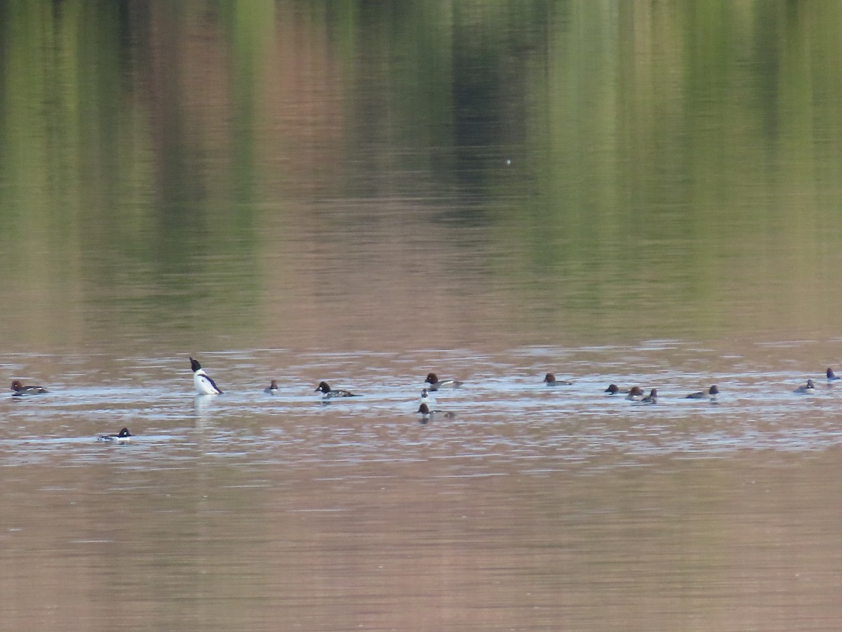 kvinand - ML647581233