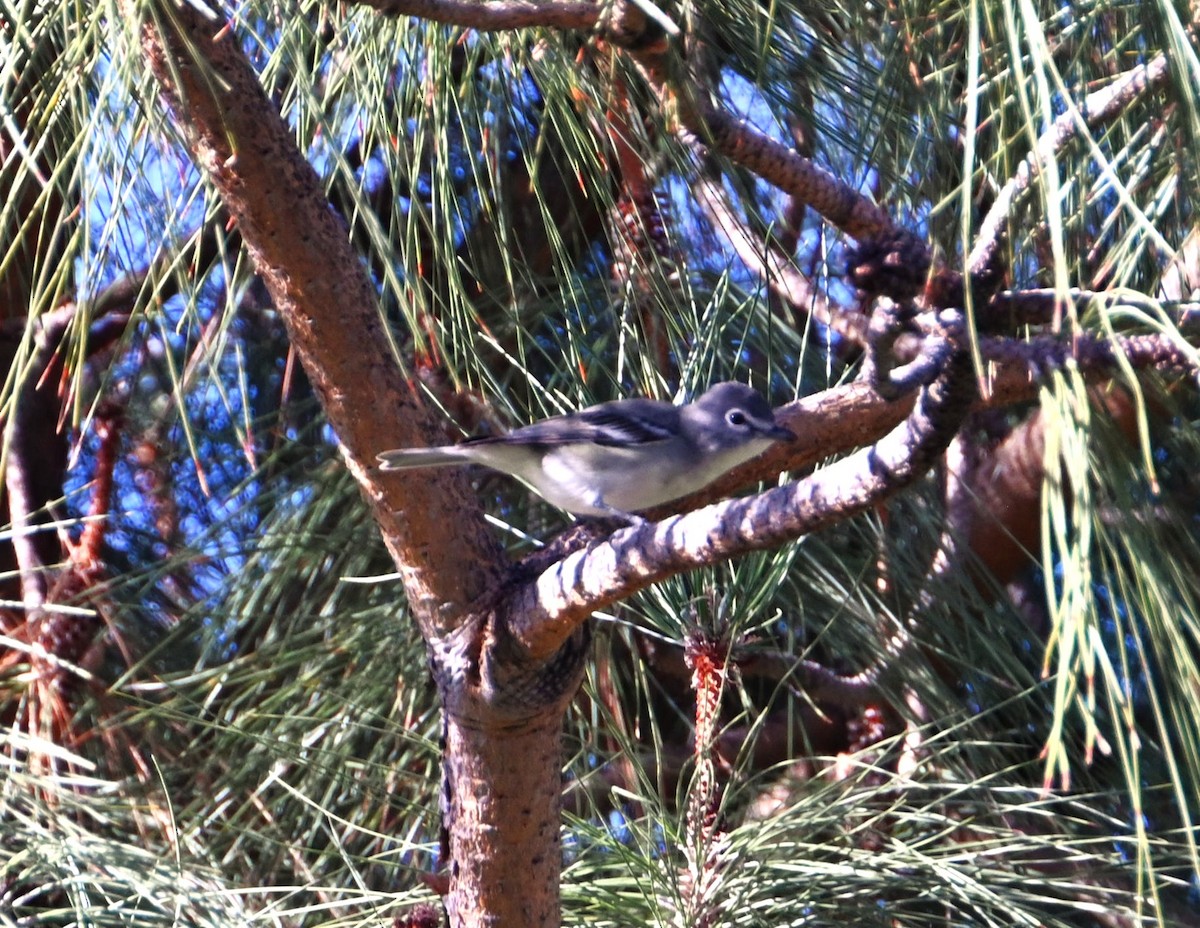 blyvireo - ML647581235