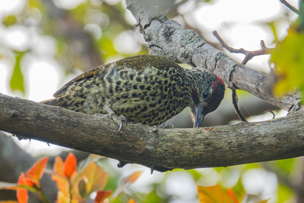 kappspett - ML647581237