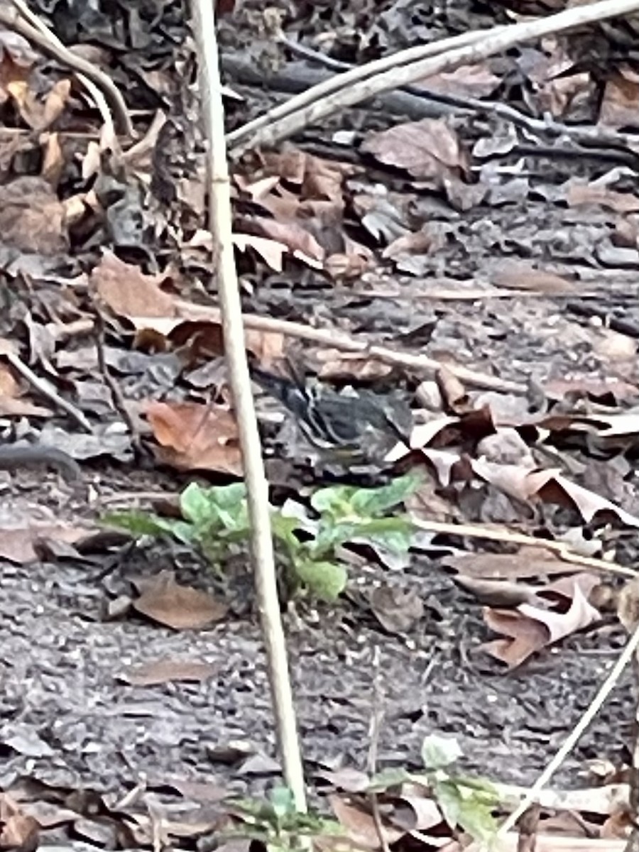 myrteparula - ML647581238