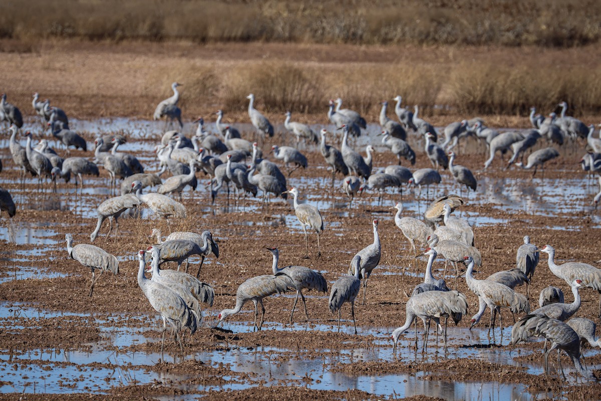 kanadatrane - ML647581242