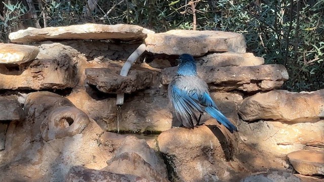 Woodhouse's Scrub-Jay - ML647581245