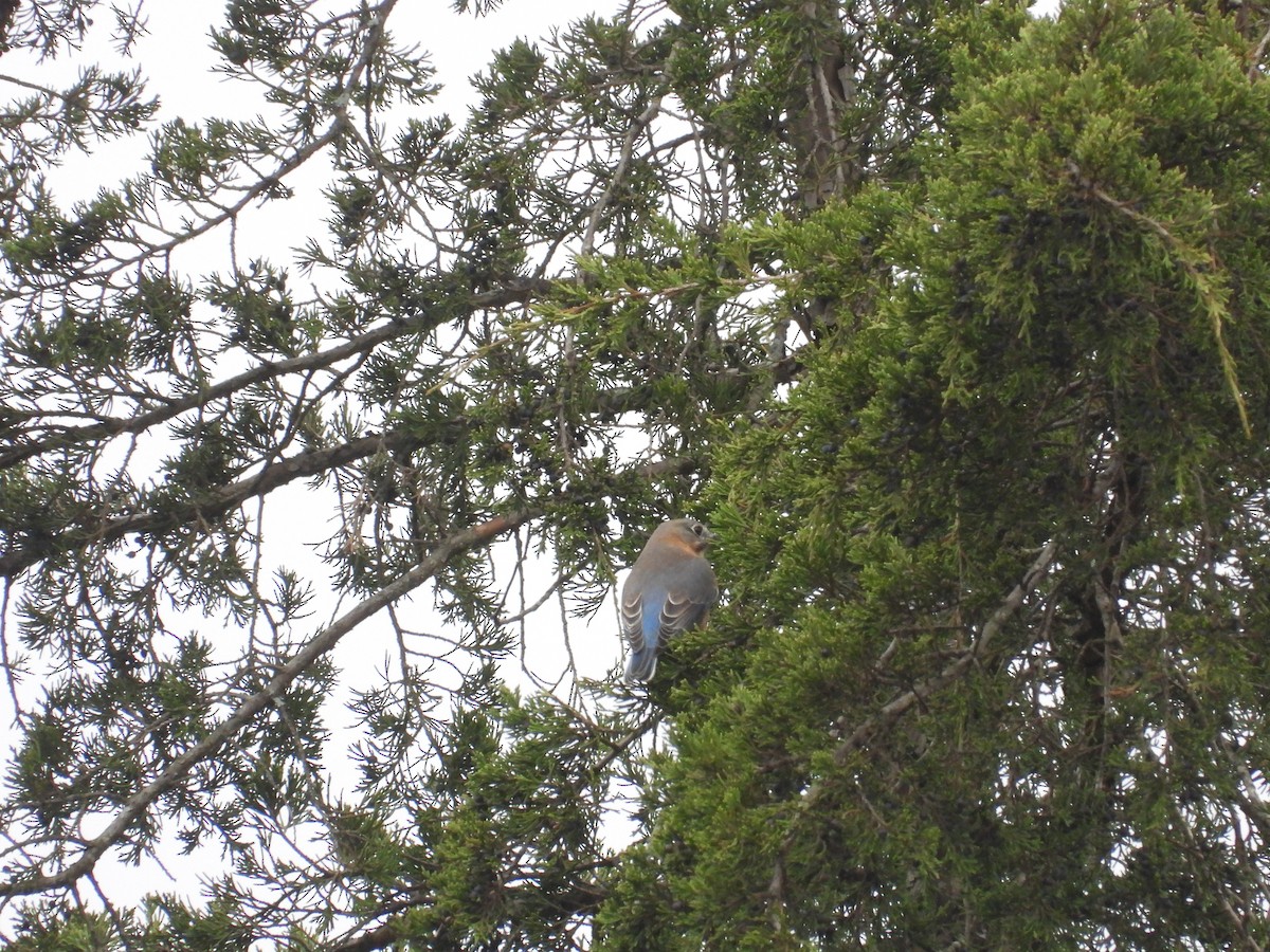 Eastern Bluebird - ML647581277