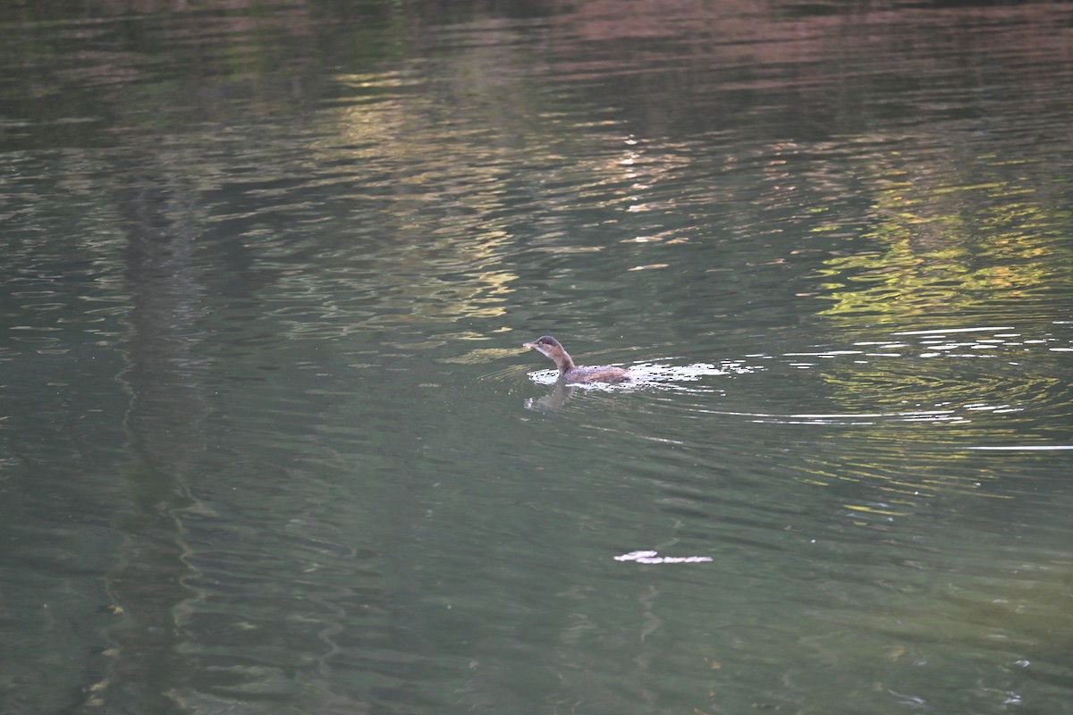 小鸊鷉 - ML647581282