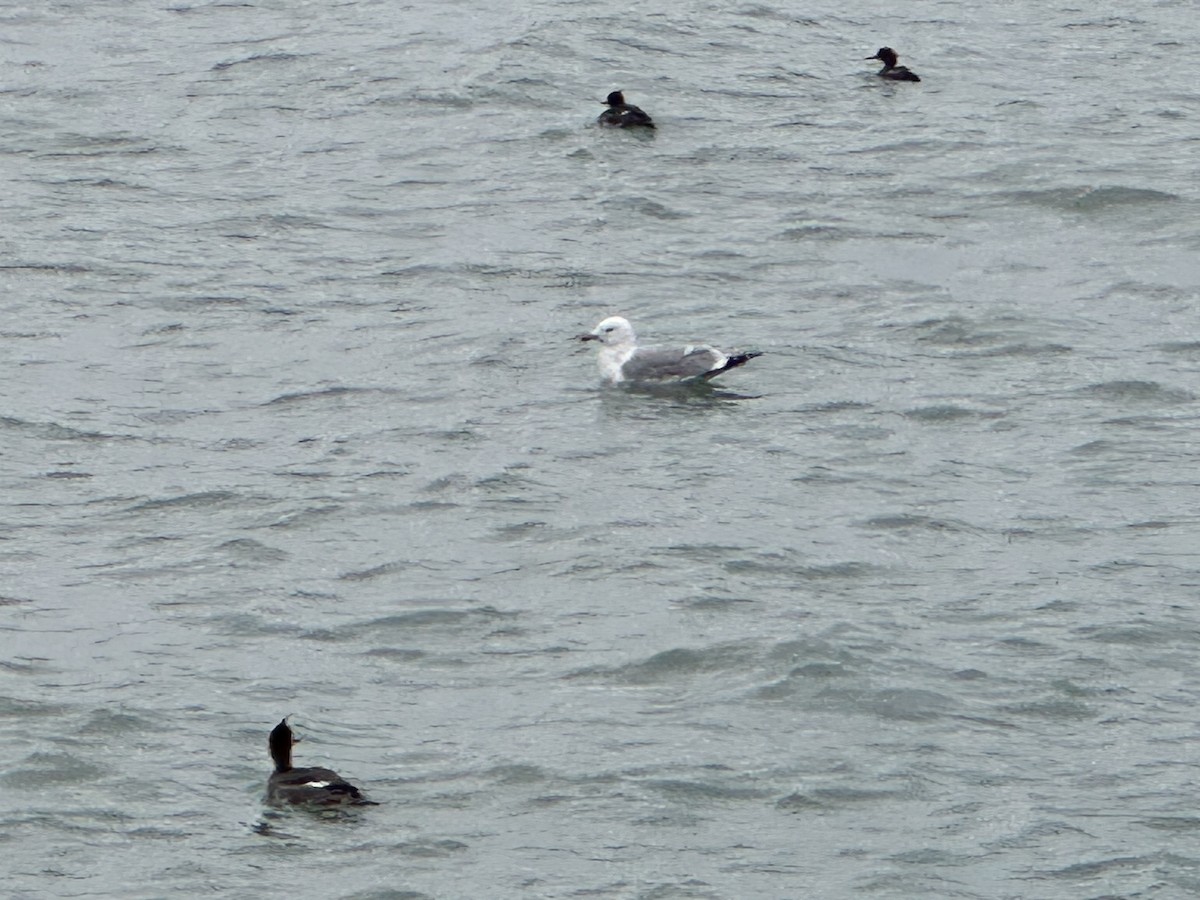 gull sp. - ML647581292